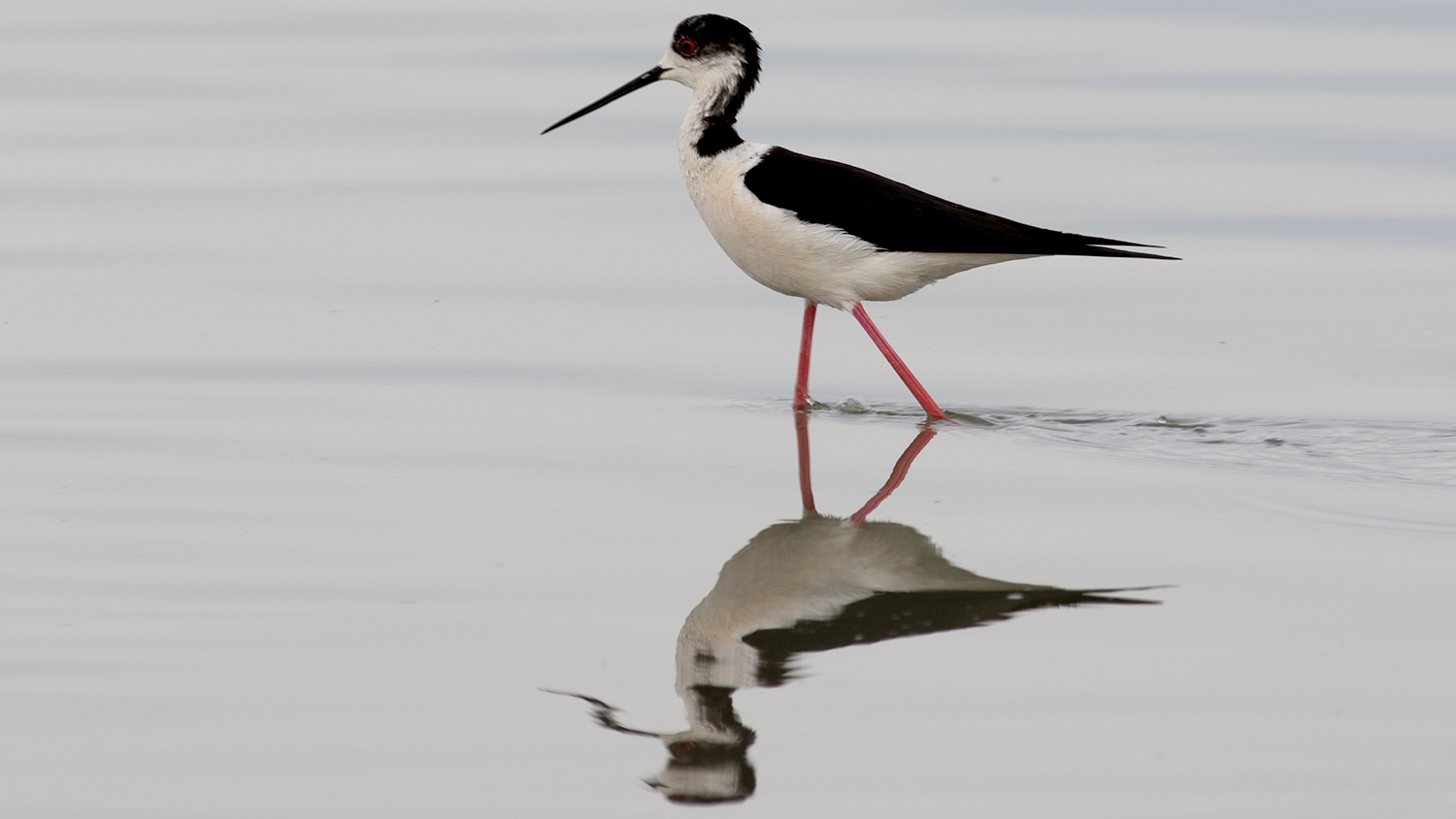 Black-winged Stilt